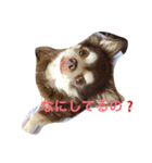 チワワのチョコくん（個別スタンプ：5）