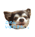 チワワのチョコくん（個別スタンプ：8）