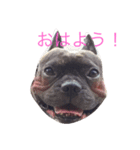 フレブル サムジェィ（個別スタンプ：1）
