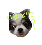 ミルとゴマ（個別スタンプ：3）