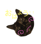 うちのニャンず（個別スタンプ：6）