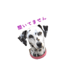 ドキわん（個別スタンプ：2）