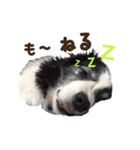 ドキわん（個別スタンプ：4）