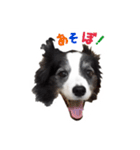 ドキわん（個別スタンプ：5）