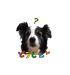 ドキわん（個別スタンプ：14）