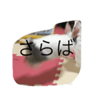 スタンプのぷぅちゃん（個別スタンプ：1）
