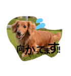 愛犬ロコ（個別スタンプ：3）
