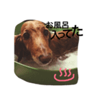 愛犬ロコ（個別スタンプ：4）
