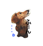 愛犬ロコ（個別スタンプ：5）