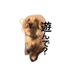 愛犬ロコ（個別スタンプ：6）