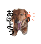 愛犬ロコ（個別スタンプ：7）