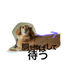 愛犬ロコ（個別スタンプ：8）
