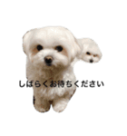 可愛いワンコ達（個別スタンプ：3）