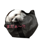 可愛いワンコ達（個別スタンプ：6）