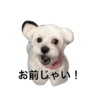 可愛いワンコ達（個別スタンプ：7）