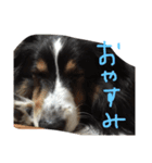 ゆずいぬのスタンプ（個別スタンプ：15）