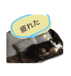 ゆずいぬのスタンプ（個別スタンプ：19）