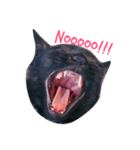 黒猫のあくび顔（個別スタンプ：1）