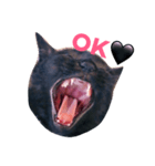 黒猫のあくび顔（個別スタンプ：2）