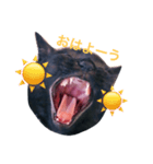 黒猫のあくび顔（個別スタンプ：3）