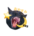 黒猫のあくび顔（個別スタンプ：4）