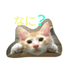 うちの子が一番♡（個別スタンプ：1）
