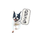 フレンチブルドッグはち(吹き出し)（個別スタンプ：1）