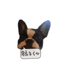 フレンチブルドッグはち(吹き出し)（個別スタンプ：9）
