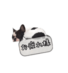 フレンチブルドッグはち(吹き出し)（個別スタンプ：14）