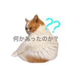 大福先生（個別スタンプ：2）