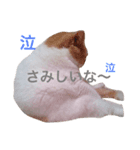 大福先生（個別スタンプ：5）
