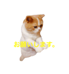 大福先生（個別スタンプ：6）