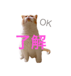 大福先生（個別スタンプ：8）