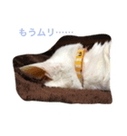 猫 貓（個別スタンプ：8）