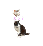 猫 貓（個別スタンプ：10）