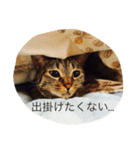 マメちゃんスタンプ（個別スタンプ：5）