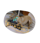 イタグレポッキーの日常 ！（個別スタンプ：28）