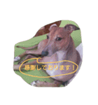 イタグレポッキーの日常 ！（個別スタンプ：31）