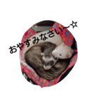 ゆず＆雪丸(1)（個別スタンプ：1）