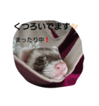 ゆず＆雪丸(1)（個別スタンプ：8）