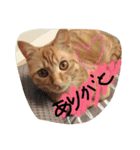 びむたんスタンプ（個別スタンプ：1）