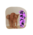びむたんスタンプ（個別スタンプ：3）