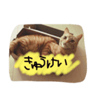 びむたんスタンプ（個別スタンプ：4）