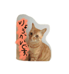びむたんスタンプ（個別スタンプ：8）