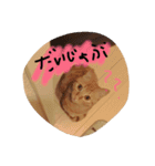 びむたんスタンプ（個別スタンプ：9）