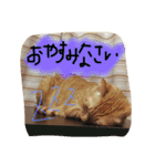 びむたんスタンプ（個別スタンプ：12）