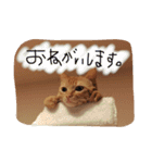 びむたんスタンプ（個別スタンプ：13）