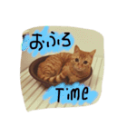 びむたんスタンプ（個別スタンプ：14）
