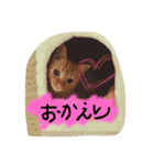 びむたんスタンプ（個別スタンプ：15）