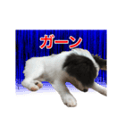 サラとココ part2（個別スタンプ：2）